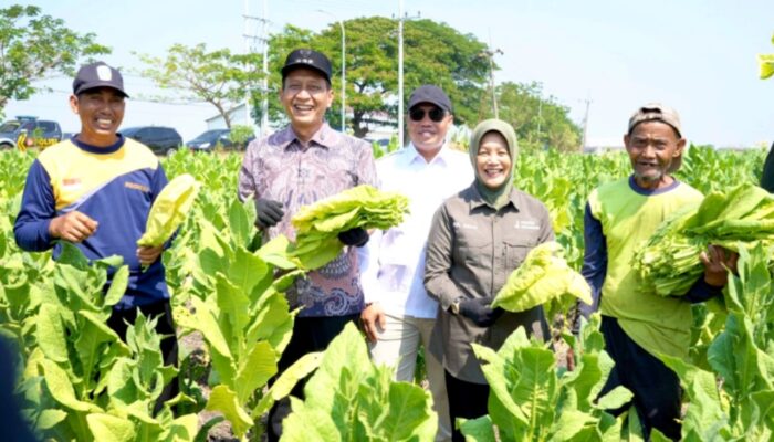 Tilik Dulur Nyambung Roso: Langkah Nyata Pemkab Bojonegoro Petik Tembakau dan Rawat Asa Petani Kepohbaru