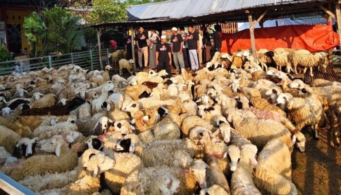 Berawal 15 Ekor Domba, Aringga Bayu Kini Kembangkan ‘Aqiqah Assalam’ Hingga Jawa Timur