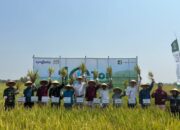Dorong Pertanian Berkelanjutan, Syngenta dan TerraBaru Edukasi 250 Petani MAJU 10 Ton di Ngawi